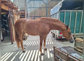 Belga, Giumenta, 4 Anni, 168 cm, Sauro scuro