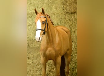 Belga, Giumenta, 4 Anni, 170 cm, Sauro