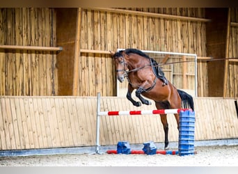 Belga, Giumenta, 4 Anni, 177 cm, Baio