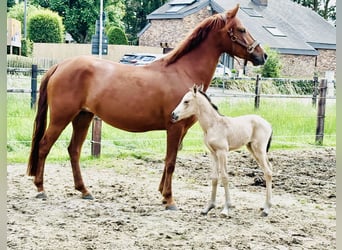 Belga, Giumenta, 5 Anni, 147 cm, Sauro