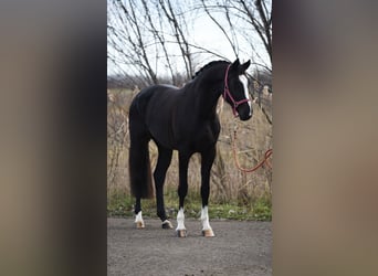 Belga, Giumenta, 5 Anni, 163 cm, Morello