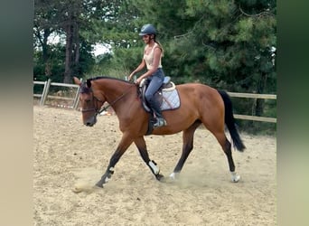 Belga, Giumenta, 5 Anni, 165 cm, Baio