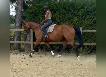 Belga, Giumenta, 5 Anni, 165 cm, Baio
