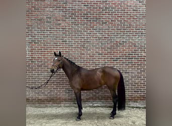 Belga, Giumenta, 5 Anni, 165 cm, Baio