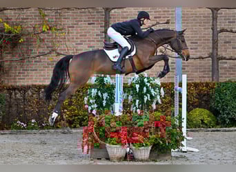 Belga, Giumenta, 5 Anni, 167 cm, Baio scuro