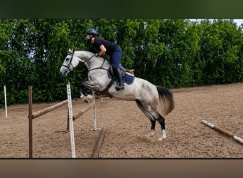 Belga, Giumenta, 5 Anni, 169 cm