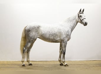 Belga, Giumenta, 5 Anni, Grigio