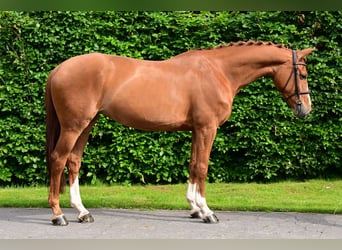 Belga, Giumenta, 6 Anni, 163 cm, Sauro