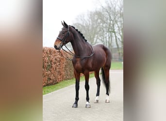 Belga, Giumenta, 6 Anni, 177 cm, Baio