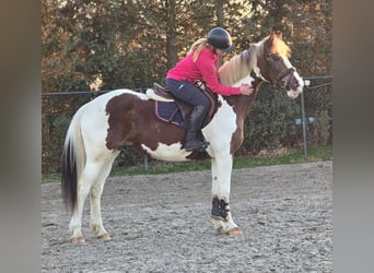 Belga, Giumenta, 7 Anni, 162 cm, Pezzato