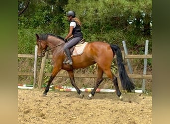 Belga, Giumenta, 7 Anni, 165 cm, Baio