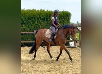 Belga, Giumenta, 7 Anni, 165 cm, Baio