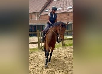 Belga, Giumenta, 7 Anni, 165 cm, Baio
