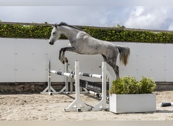 Belga, Giumenta, 7 Anni, 166 cm, Grigio