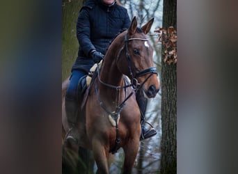 Belga, Giumenta, 7 Anni, 170 cm, Baio