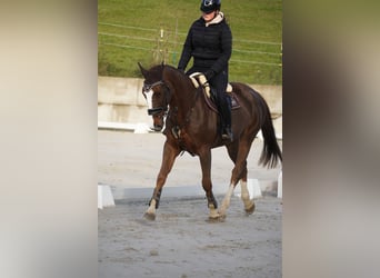 Belga, Giumenta, 7 Anni, 170 cm, Sauro scuro