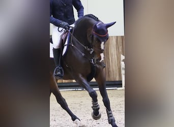 Belga, Giumenta, 7 Anni, 172 cm, Baio scuro