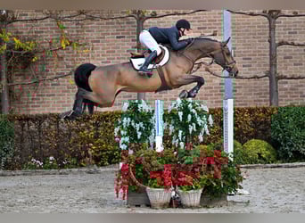 Belga, Giumenta, 7 Anni, 176 cm, Baio