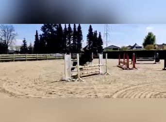 Belga, Giumenta, 8 Anni, 143 cm, Baio nero