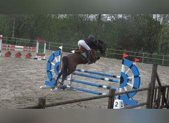 Belga, Giumenta, 8 Anni, 162 cm, Baio