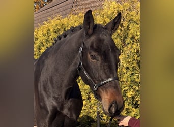 Belga, Giumenta, 9 Anni, 164 cm, Baio scuro