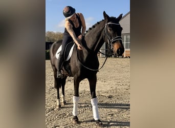 Belga, Giumenta, 9 Anni, 164 cm, Baio scuro