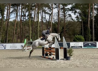 Belga, Giumenta, 9 Anni, 170 cm, Leardo