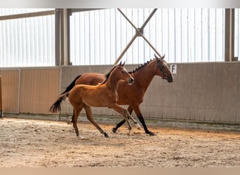 Belga, Giumenta, Puledri (04/2026), Baio