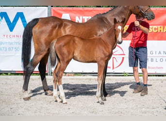 Belga, Giumenta, Puledri (05/2026)