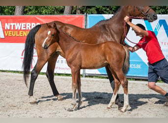 Belga, Giumenta, Puledri (05/2026)