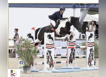 Belga, Giumenta, Puledri (05/2026), Pezzato