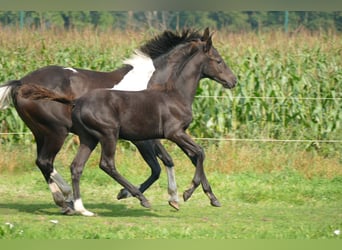 Belga, Stallone, 1 Anno, 140 cm, Baio nero