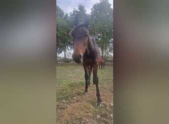 Belga, Stallone, 1 Anno, 150 cm, Baio scuro