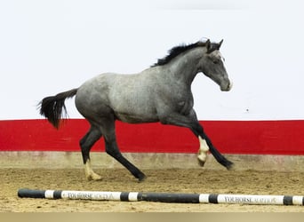 Belga, Stallone, 1 Anno, 155 cm, Grigio