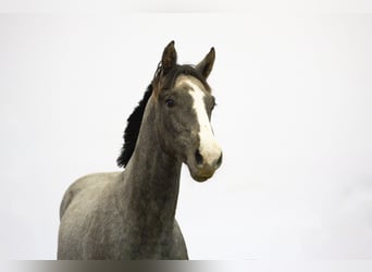 Belga, Stallone, 1 Anno, 155 cm, Grigio