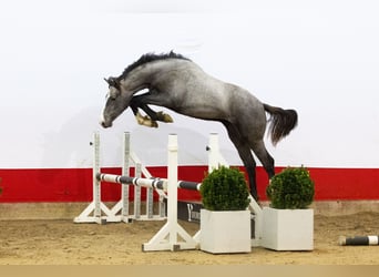 Belga, Stallone, 1 Anno, 155 cm, Grigio