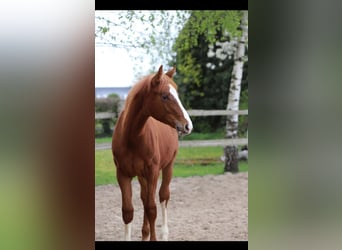 Belga, Stallone, 1 Anno, 173 cm, Sauro