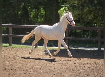 Belga, Stallone, 2 Anni, 151 cm, Cremello
