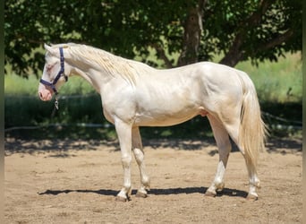 Belga, Stallone, 2 Anni, 151 cm, Cremello