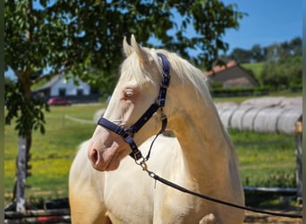 Belga, Stallone, 2 Anni, 151 cm, Cremello