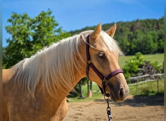Belga, Stallone, 2 Anni, 152 cm, Palomino