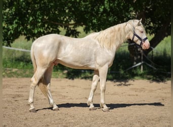 Belga, Stallone, 2 Anni, 156 cm, Cremello