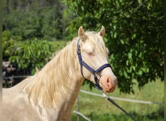 Belga, Stallone, 2 Anni, 156 cm, Cremello