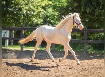 Belga, Stallone, 2 Anni, 156 cm, Cremello