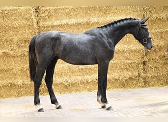 Belga, Stallone, 2 Anni, 158 cm, Grigio