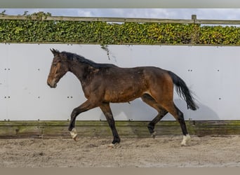 Belga, Stallone, 2 Anni, 161 cm, Baio