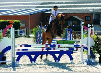 Belga, Stallone, 2 Anni, 165 cm, Baio