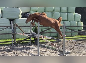 Belga, Stallone, 2 Anni, 165 cm, Sauro