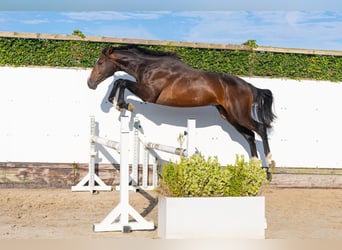 Belga, Stallone, 2 Anni, 170 cm, Baio