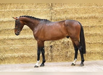 Belga, Stallone, 2 Anni, 170 cm, Sauro